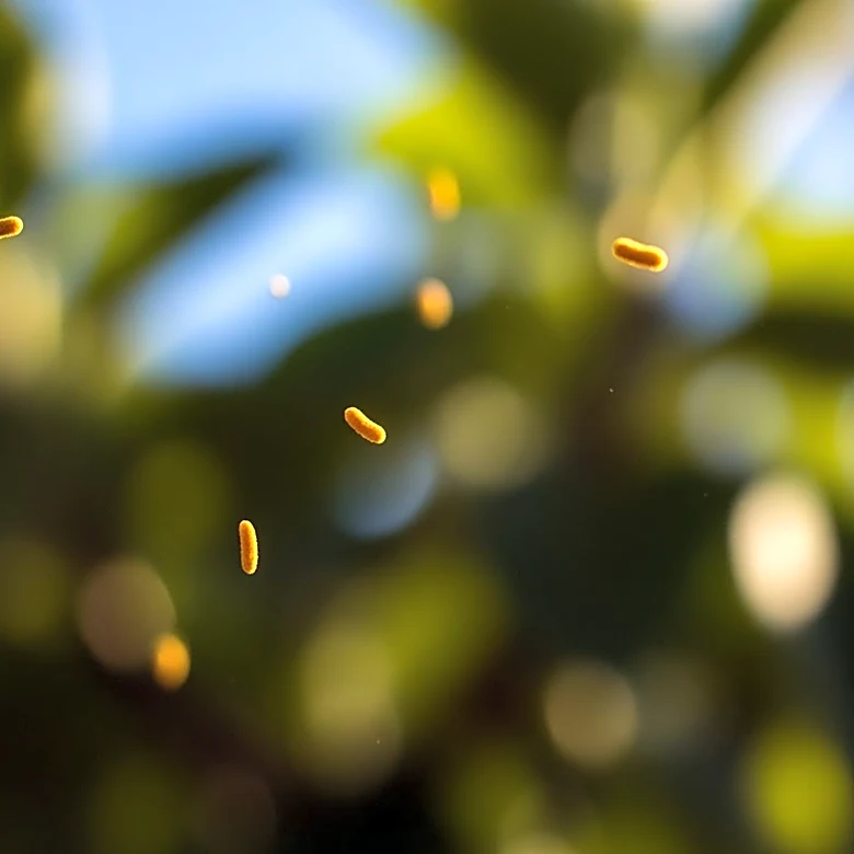 High Pollen Count Expected Across the United States
