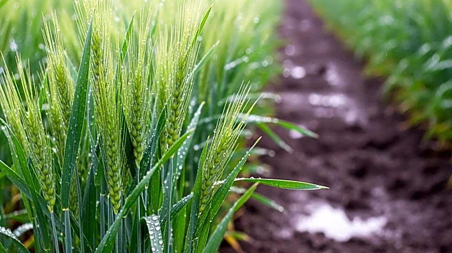 Heavy Rains Revitalize Morocco's Agriculture After Prolonged Drought