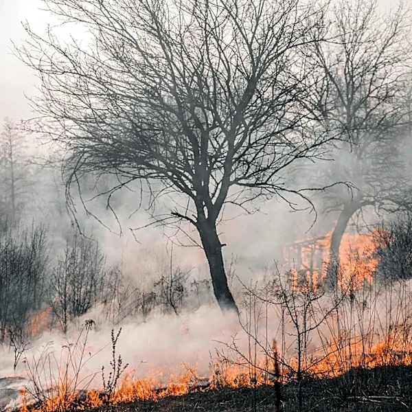 Fire Spins Into Tornado? Rare Ash Devil Explained