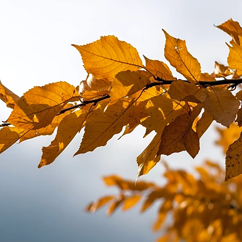 Warm and Windy Conditions in Maryland, Rain Expected Wednesday