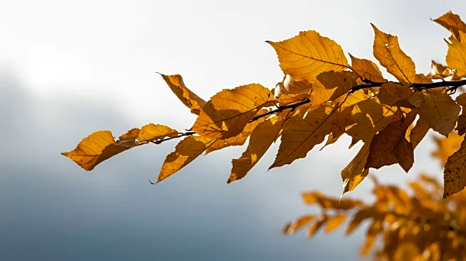 Warm and Windy Conditions in Maryland, Rain Expected Wednesday