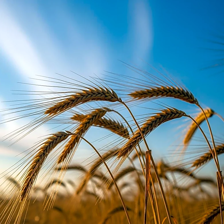 Warm and Dry Conditions with Gusty Winds Expected in Ukraine on May 6