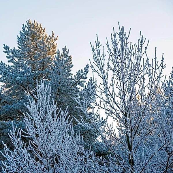 Chilly Weather Expected in Minnesota with Gradual Warm-Up by Weekend