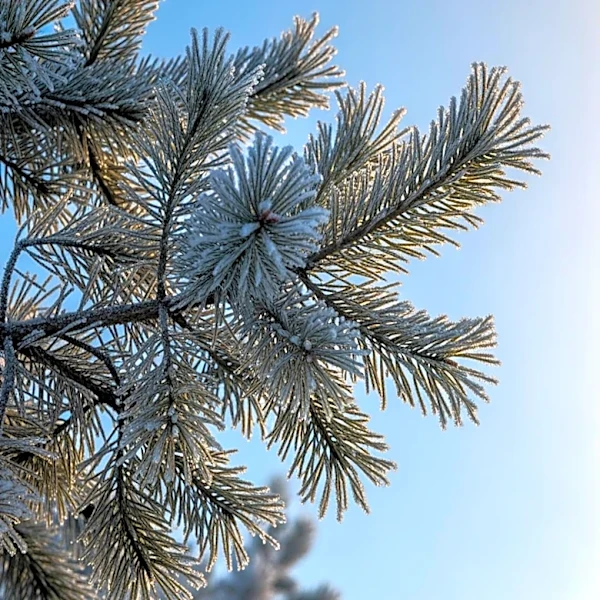 Chilly Days Ahead for Minnesota with Gradual Warm-Up by Weekend
