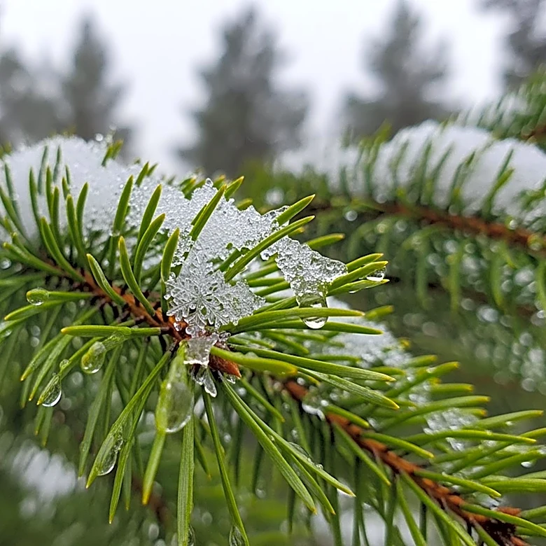 Heavy Spring Snowstorm Hits Colorado with Wet Snow