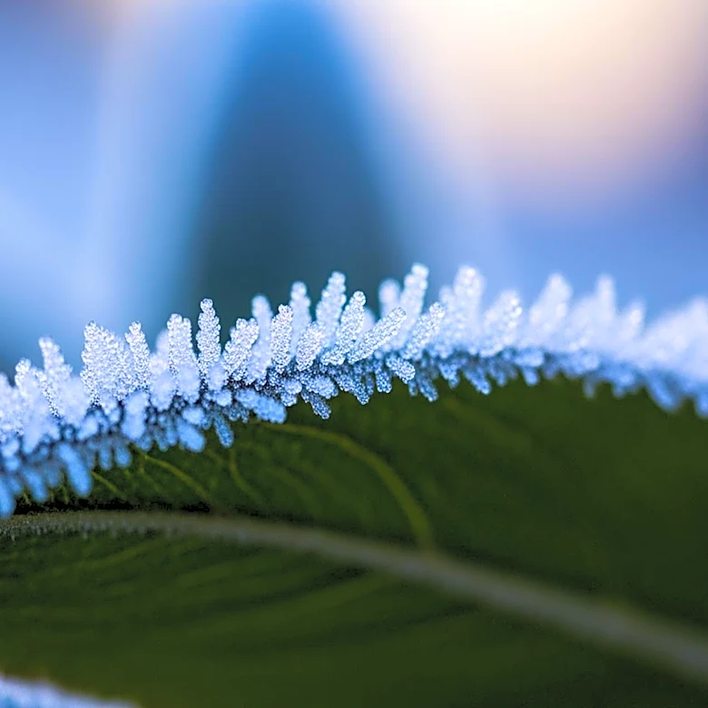 Patchy Frost Expected in Detroit as Cool Temperatures Persist