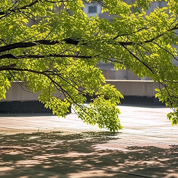 Urban Trees Significantly Reduce Heat Island Effect Globally