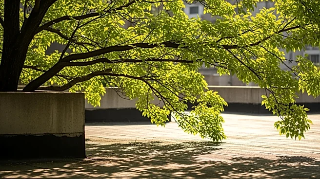 Urban Trees Significantly Reduce Heat Island Effect Globally