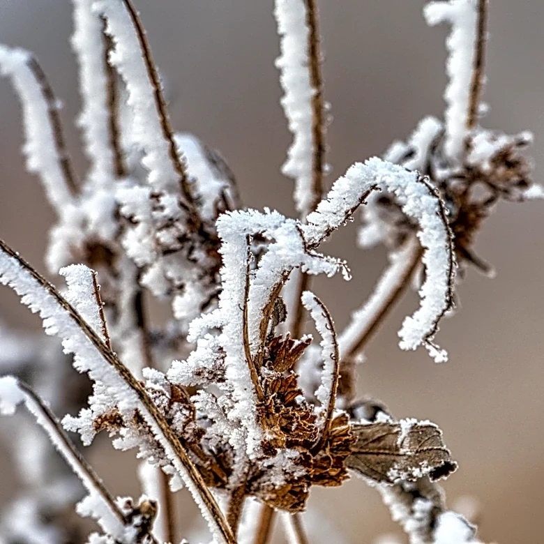 Frost and Freeze Alerts Issued for Minnesota Amid Cold, Breezy Weather