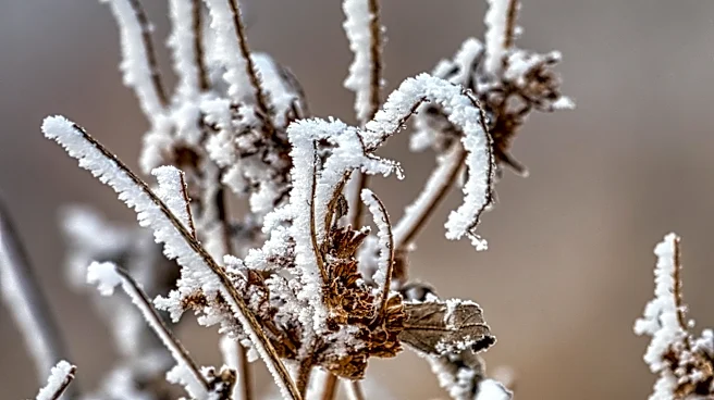 Frost and Freeze Alerts Issued for Minnesota Amid Cold, Breezy Weather