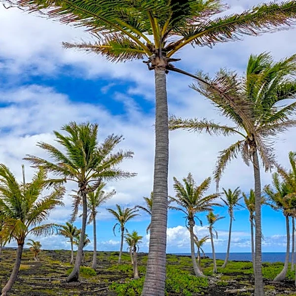 Hawaiian Study Predicts El Niño Events Over a Year in Advance