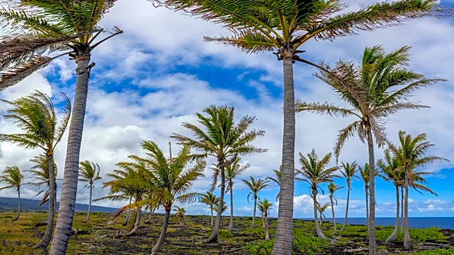 Hawaiian Study Predicts El Niño Events Over a Year in Advance