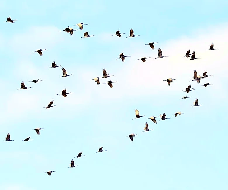 850 Million Birds Fill US Skies During Spring Migration