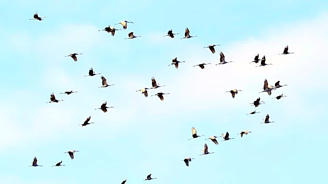 850 Million Birds Fill US Skies During Spring Migration