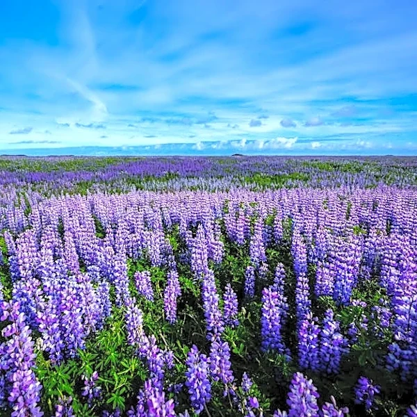 California’s Hidden Purple Paradise Is Blooming Now