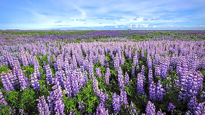 California’s Hidden Purple Paradise Is Blooming Now