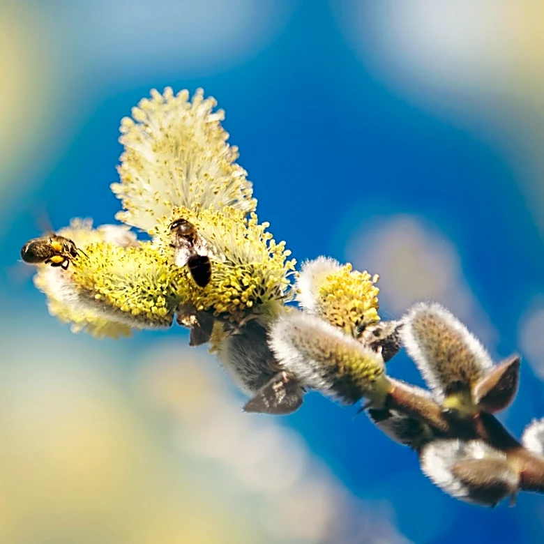 Spring Brings Allergy and Asthma Awareness Amid Rising Pollen Levels