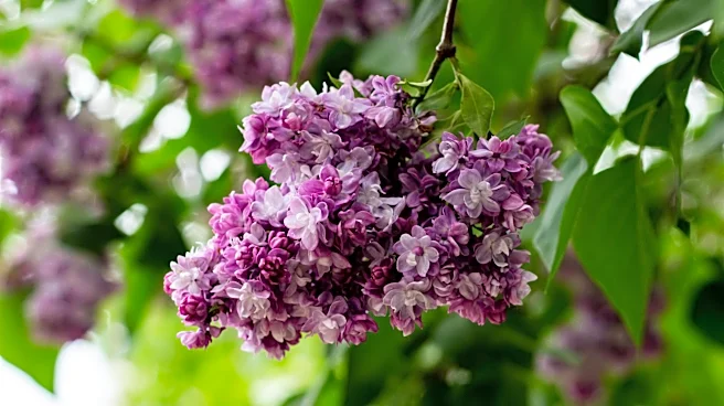 Massachusetts Weekend Weather: Ideal Conditions for Mother's Day Activities