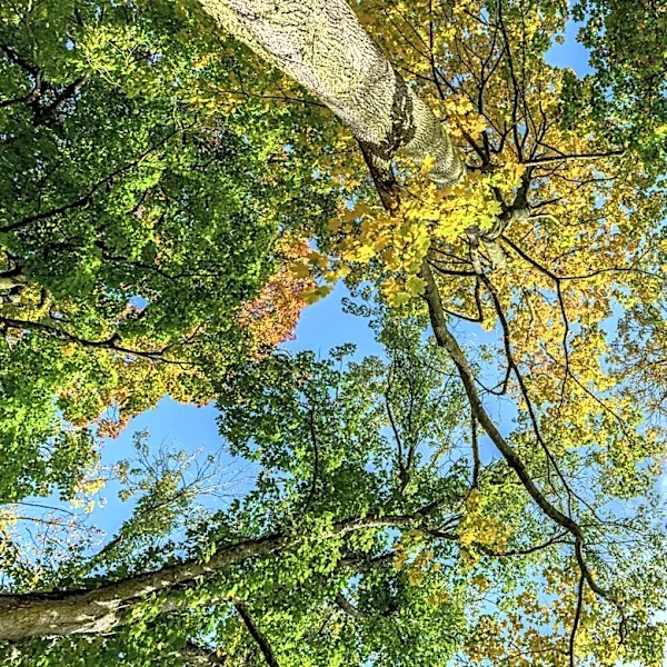Urban Heat Inequality Highlighted in Attleboro Tree Study