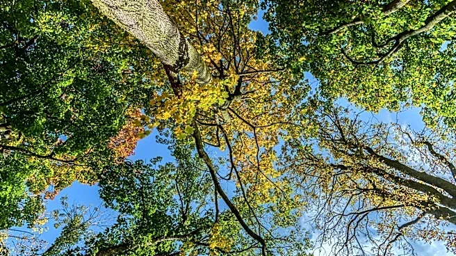 Urban Heat Inequality Highlighted in Attleboro Tree Study