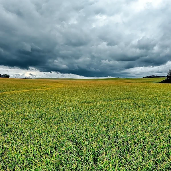 Wet Weather and High Fuel Costs Impact Finger Lakes Agriculture