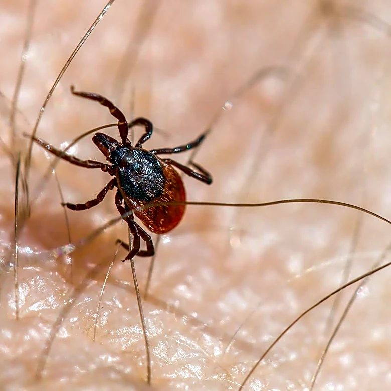Tick-Borne Diseases on the Rise Across the U.S. During Peak Season