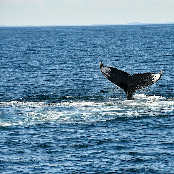 Whale Watching and Shipwreck Exploration at Stellwagen Bank Sanctuary