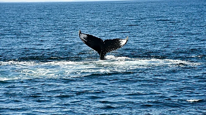 Whale Watching and Shipwreck Exploration at Stellwagen Bank Sanctuary