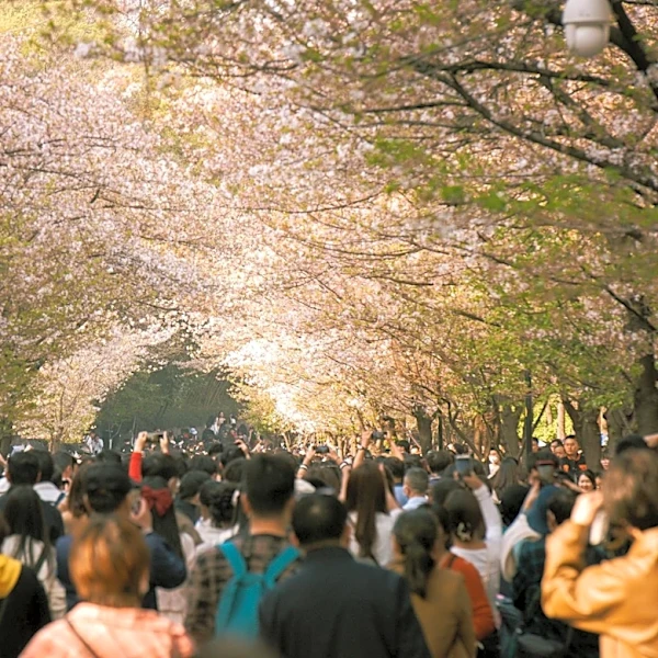 Rochester Lilac Festival 2026 Draws Crowds to Highland Park