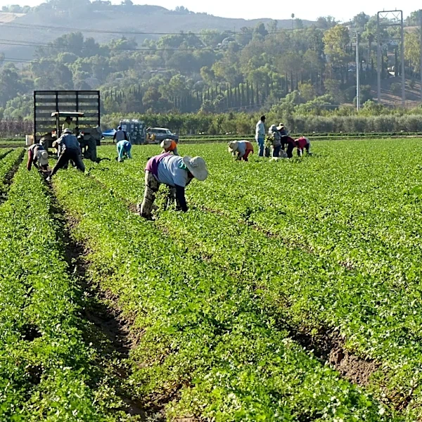Dell’Osso Farms Avoids Rain Damage, Sees Bumper Cherry Crop
