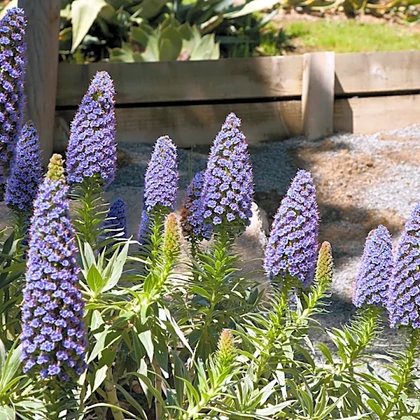 Understanding Southern California's Native Flora and Gardening Tips