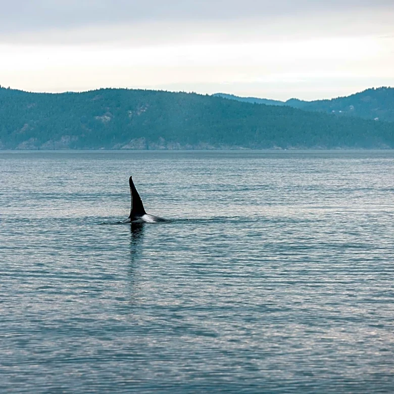 Whale Watching in Washington's Salish Sea: Maya's Legacy Tours Nominated for 2026 Awards
