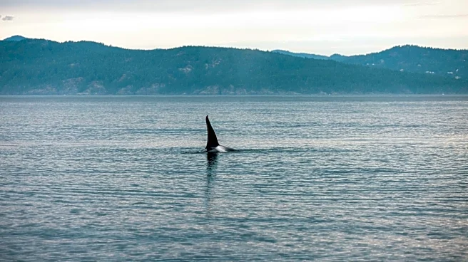 Whale Watching in Washington's Salish Sea: Maya's Legacy Tours Nominated for 2026 Awards