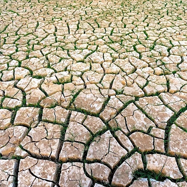 Global Food Crisis Concerns Premature Amid Strong Agricultural Supply