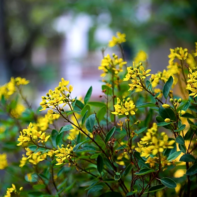 Sacramento's Fremont Park in Full Bloom This Summer