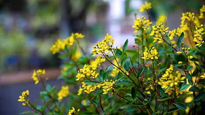 Sacramento's Fremont Park in Full Bloom This Summer