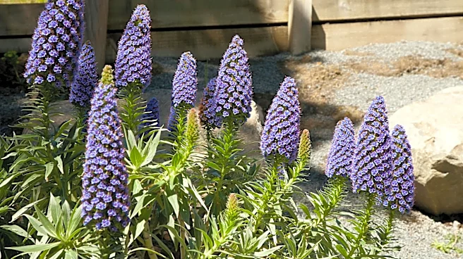 Understanding Southern California's Native Flora and Its Role in Sustainable Gardening