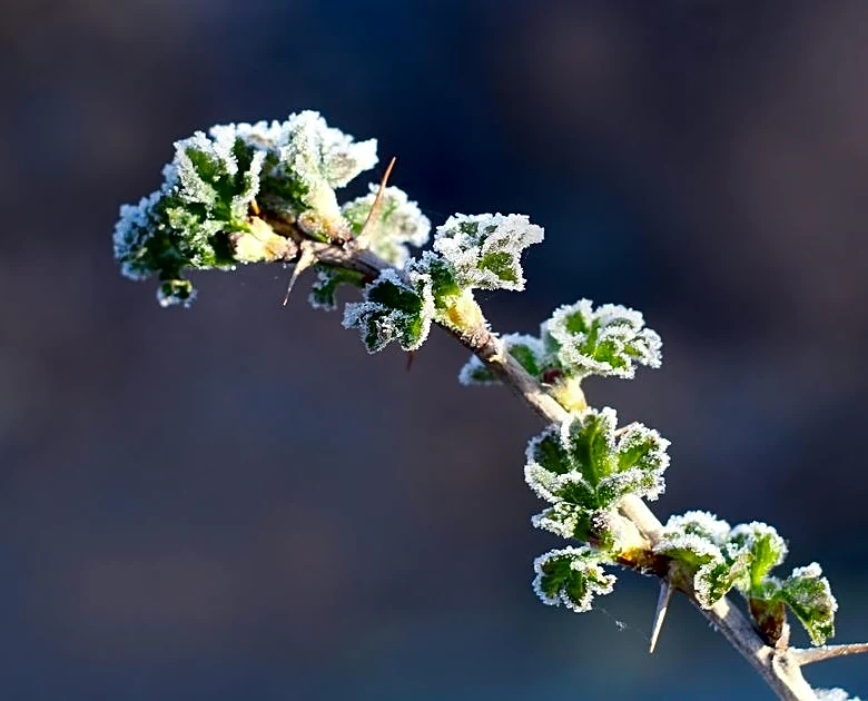 Midwest and Northeast Face Another Round of Frost Risk