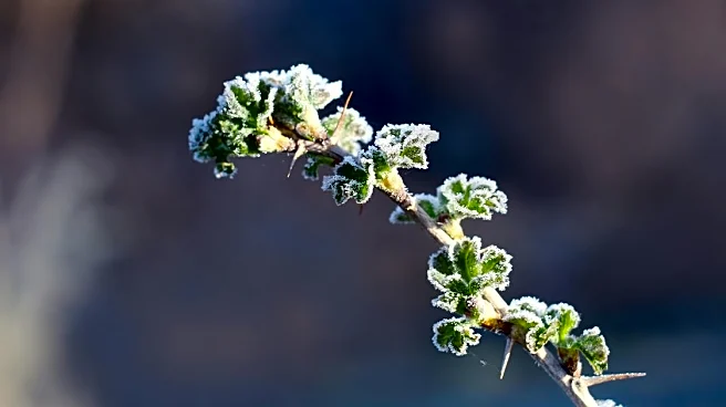 Midwest and Northeast Face Another Round of Frost Risk