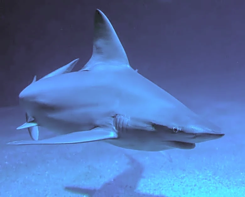 El Niño Could Turn California Into a Shark Hotspot