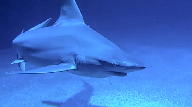 El Niño Could Turn California Into a Shark Hotspot