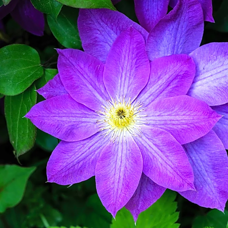 May Gardening Tips: Caring for Clematis to Ensure Vibrant Summer Blooms