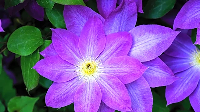 May Gardening Tips: Caring for Clematis to Ensure Vibrant Summer Blooms