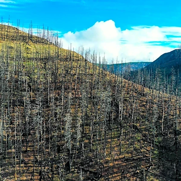 Community Resilience and Communication for Wildfire Preparedness in Roaring Fork Valley