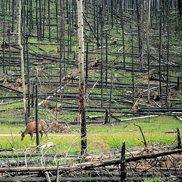 Emerging Wildfire Technology in Roaring Fork Valley Amid Historic Drought