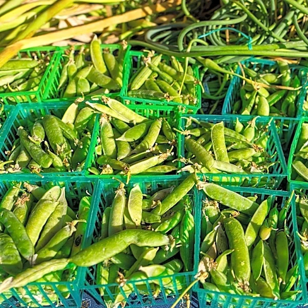 Montrose, CO: Sunny Weather for 'Picking' at the Pea' Event