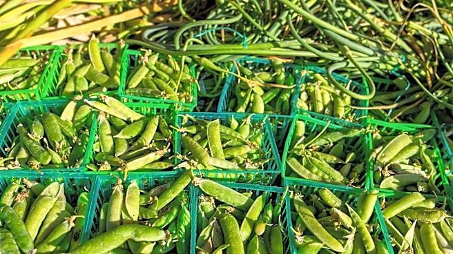 Montrose, CO: Sunny Weather for 'Picking' at the Pea' Event
