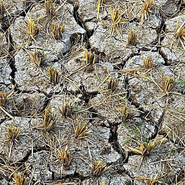 USDA Offers Loan Assistance to Nebraska Farmers Affected by Drought