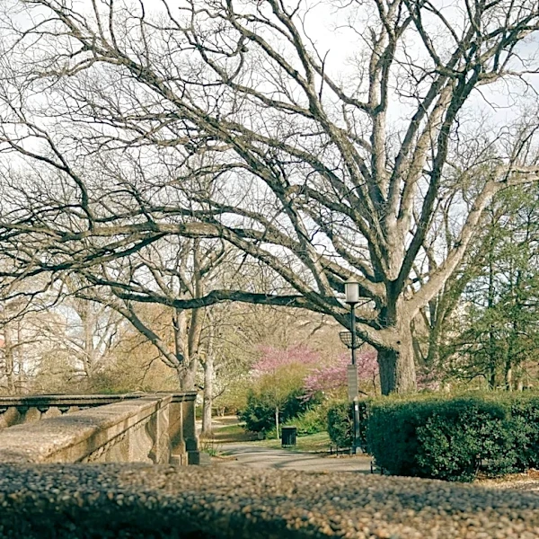 Warming Winters Shift Planting Zones in the DC Region