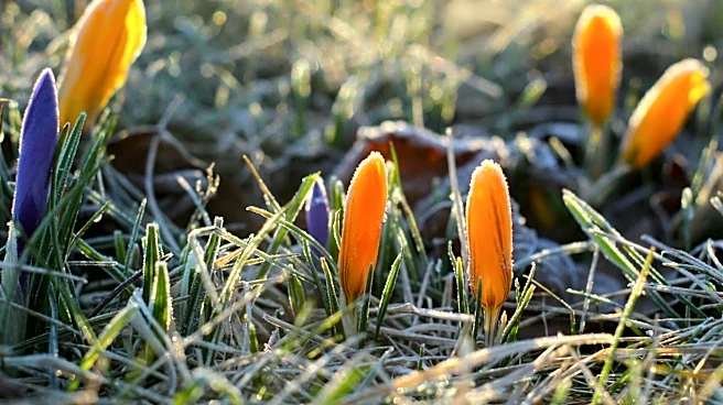 Fickle Spring Weather in the Midwest Challenges Gardeners
